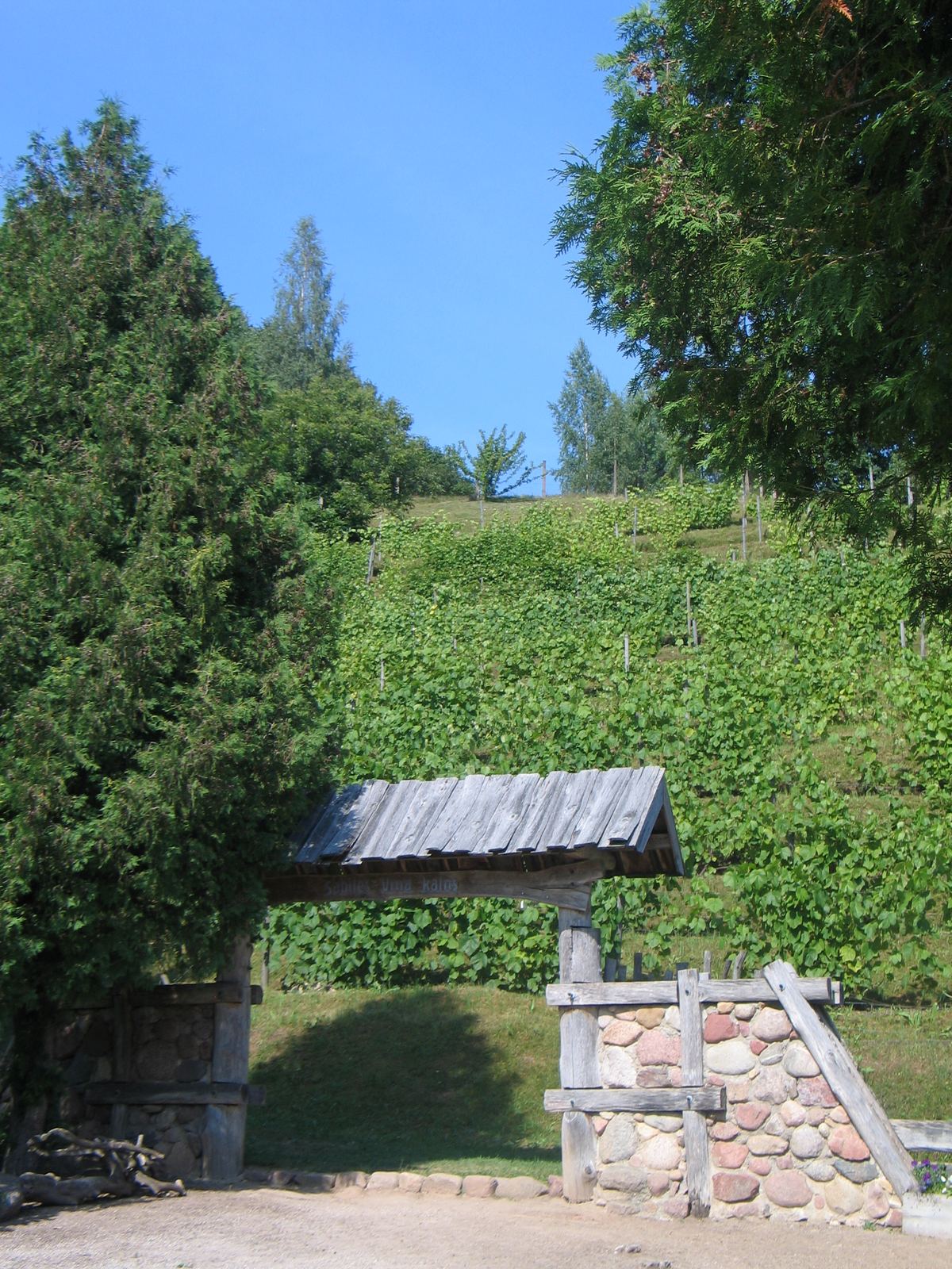 The vine-covered slope of Sabile Wine Hill above the Abava valley, Latvia